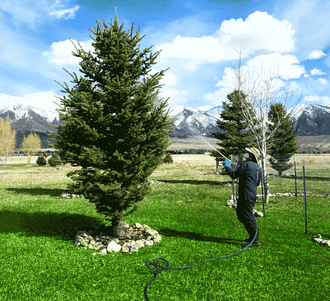 Lawn and Tree Care Services