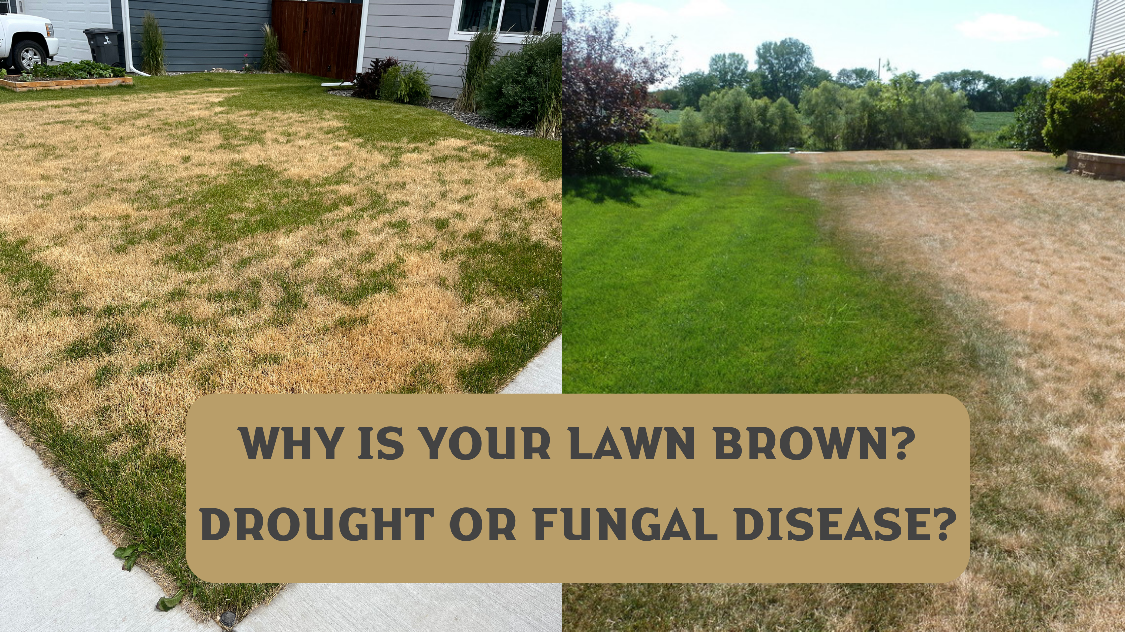 why is your lawn brown