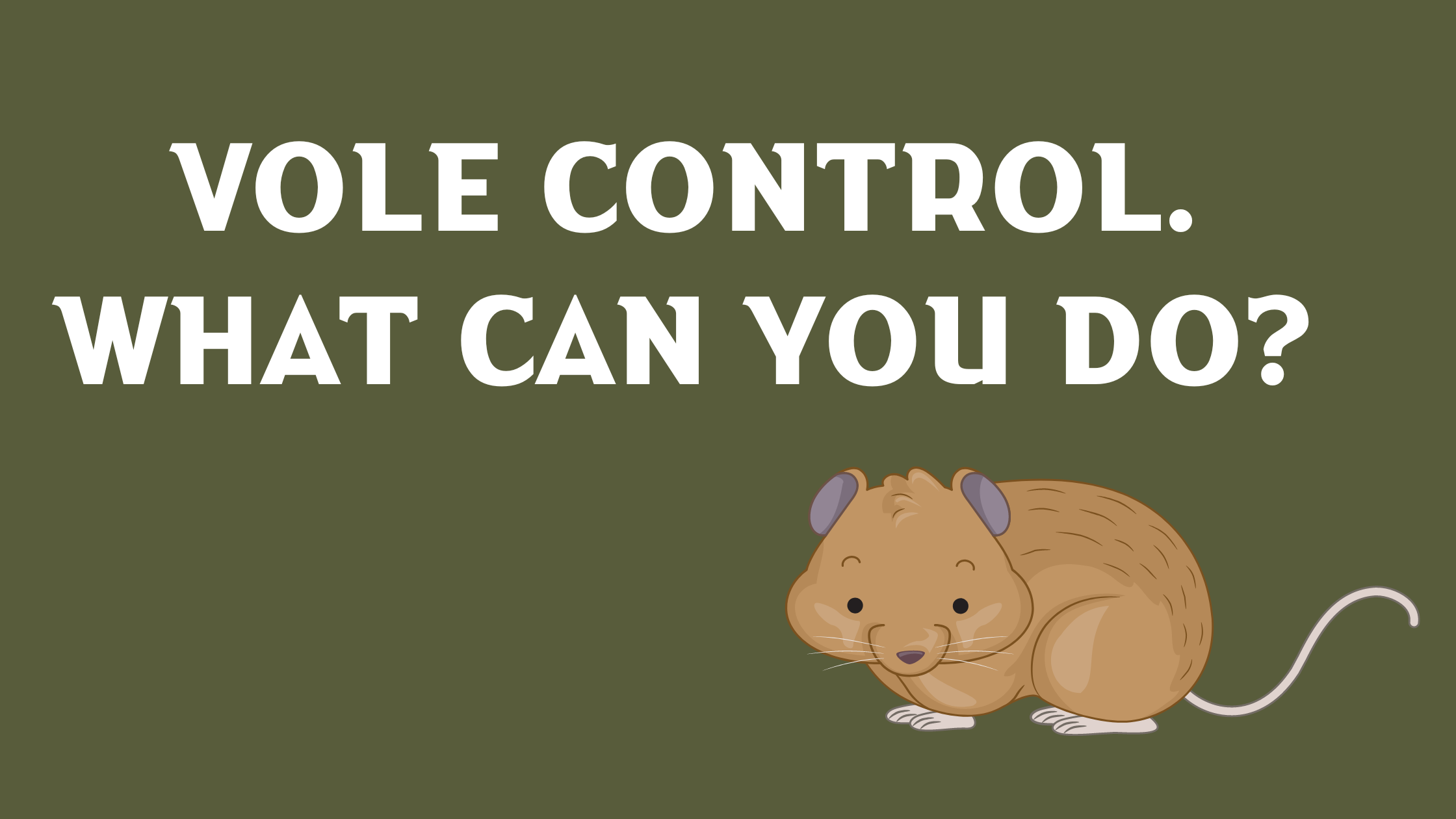 Vole Pest Control