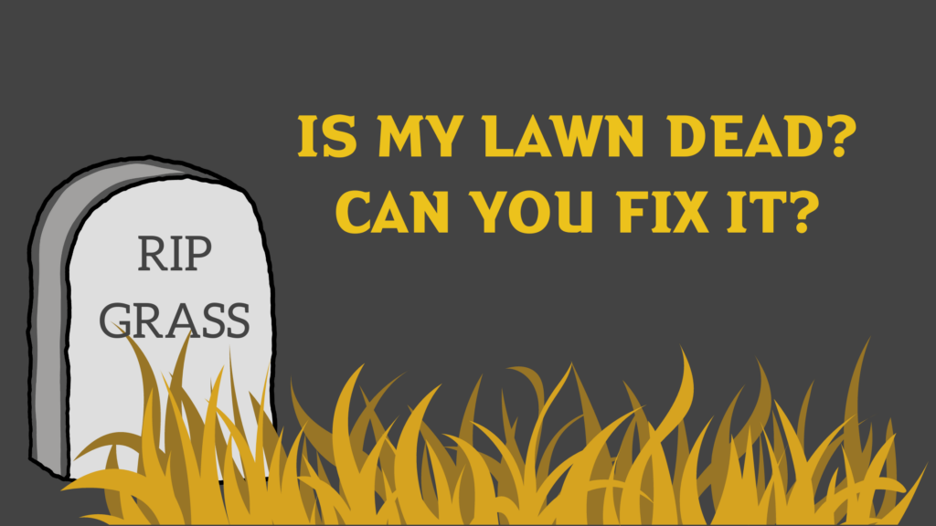 Is My Lawn Dead? Can You Fix It? Yard Guard Lawn and Tree Care
