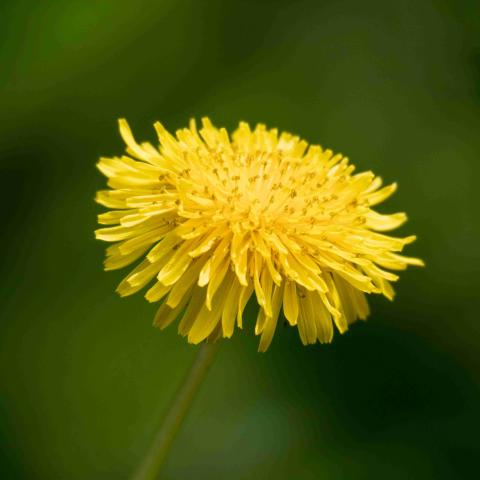 dandelion