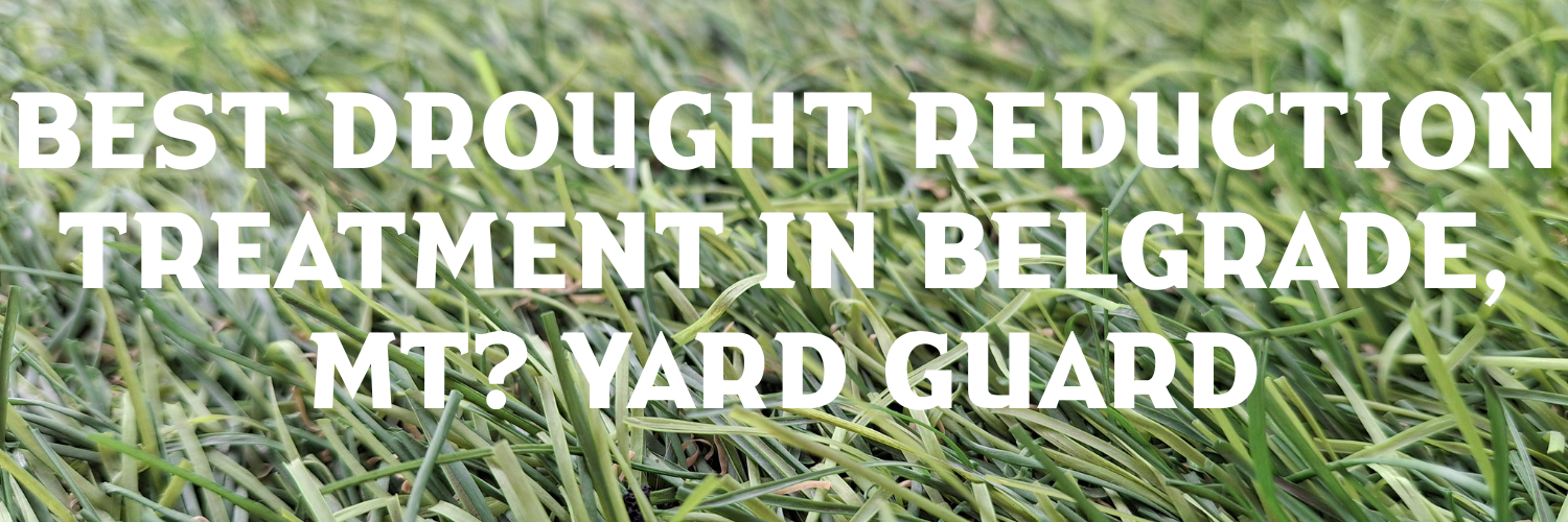 Best Drought Reduction Treatment in Belgrade, MT? Yard Guard